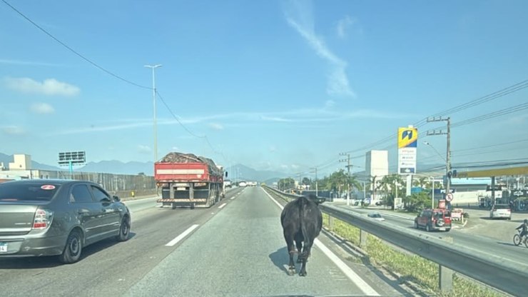 Boi para trânsito na BR-101 em SC; veja o vídeo