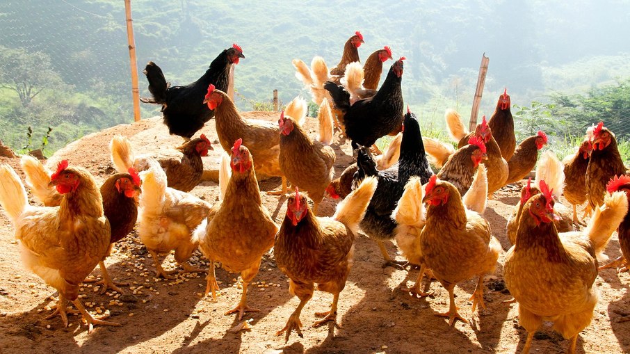 Brasil tem 4 casos suspeitos de gripe aviária em humanos
