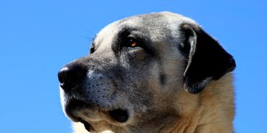 Especialista explica como é possível socializar cachorro adulto