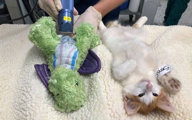 Filhote leva brinquedo ao veterinário para se sentir seguro; veja fotos