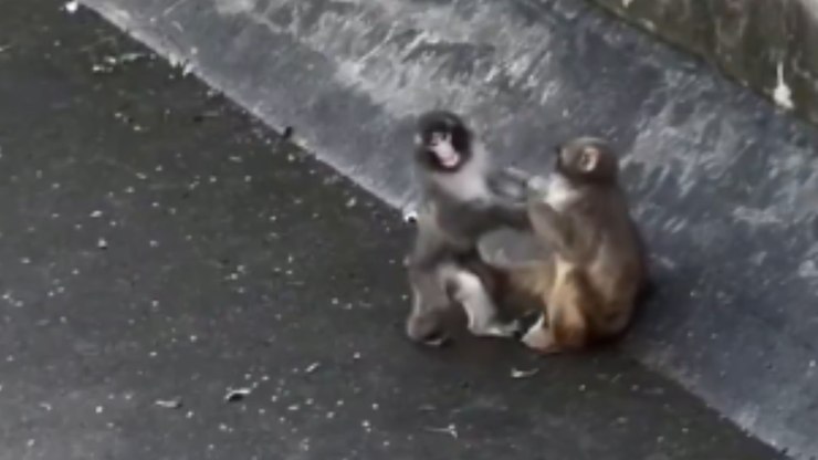 Macaco rejeitado pela mãe aparece abraçado com possível namorada