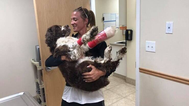 Mulher resgata Cocker Spaniel ferido em montanha de 3 mil metros