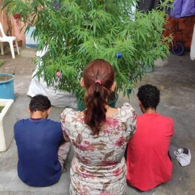 'Árvore' de natal enfeitada foi encontrada em casa no Espírito Santo