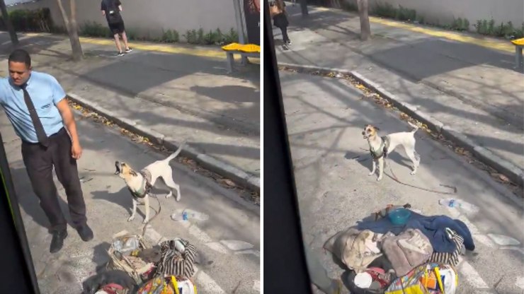 Cachorro enfrenta motorista após tutora ser barrada em ônibus