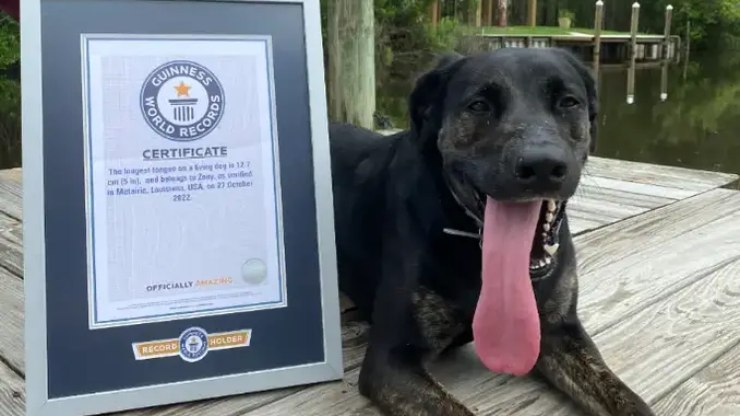 Cadela bate recorde de 'maior língua do
mundo' e entra para o Guinness