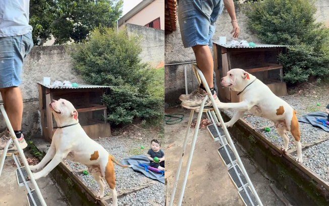 Pitbull acompanha manutenção do telhado e ajuda a segurar escada 829rg3hjxrv2opsezoo3vbjy5