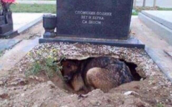 O cachorro no túmulo do seu dono