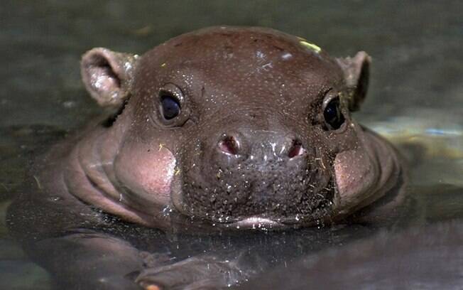 Fotos de bebês hipopótamos que vão melhorar seu dia!