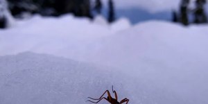Moscas-da-neve se mutilam para sobreviver ao frio mortal; assista