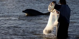 Piracema em Goiás: até pesque e solte fica proibido nos rios
