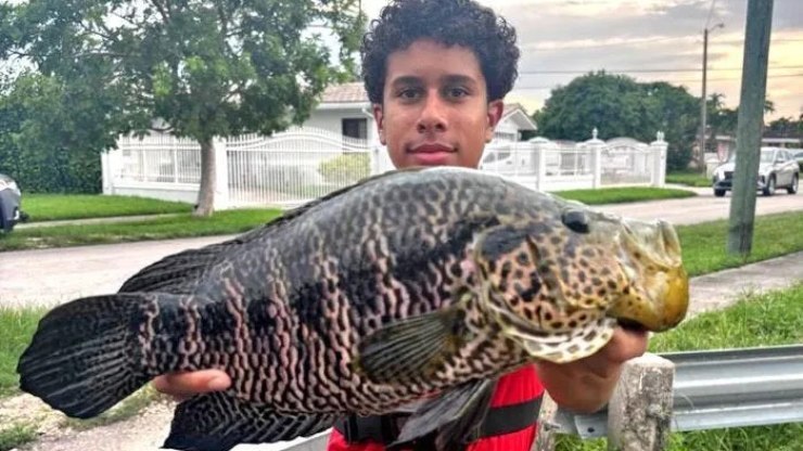 Pescador captura carpa gigante com mais de 30 kg; veja fotos