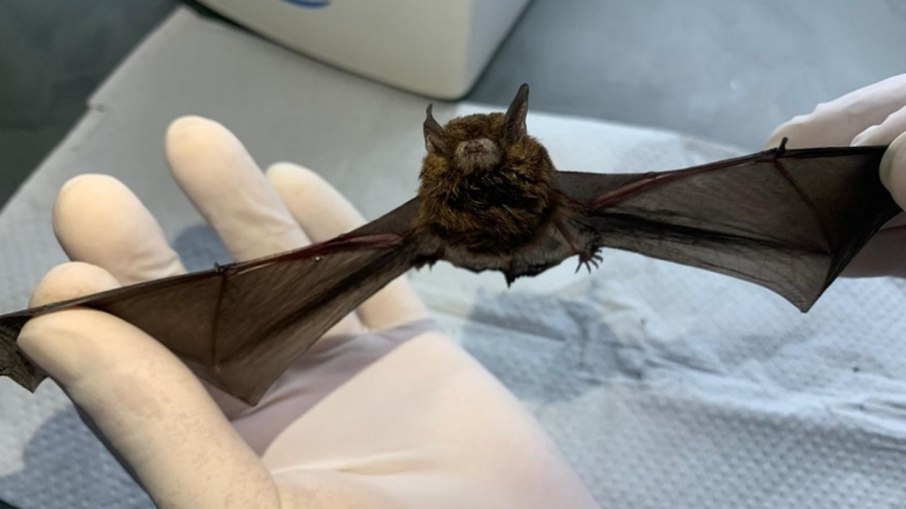 Quatro casos já haviam sido registrados na cidade em julho