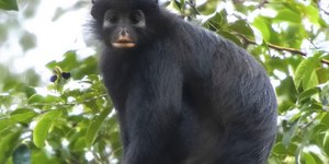 Novo macaco é descoberto após 75 anos e já tem risco de extinção