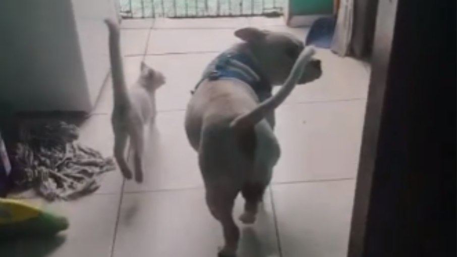 Gata e cachorro ficam animados ao ouvir convite para ir à praia