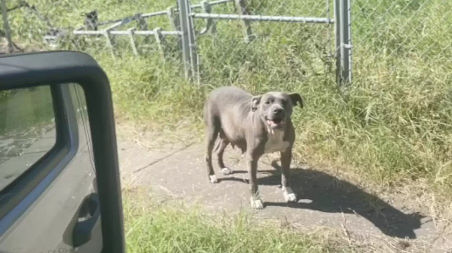 A cadela estava parara em frente a casa da família que a abandonou 