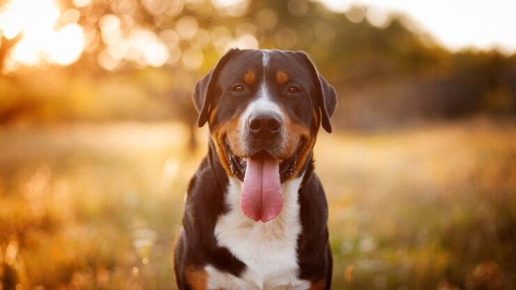 Pet de leão: o signo do seu animalzinh