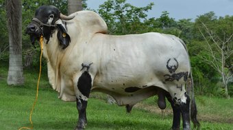 Conhe%C3%A7a%20o%20gado%20mexicano%20de%20origem%20brasileira