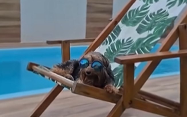Cachorrinho relaxa à beira da piscina com óculos de sol 83bruvihkcp3lyvmmi0bwd84y