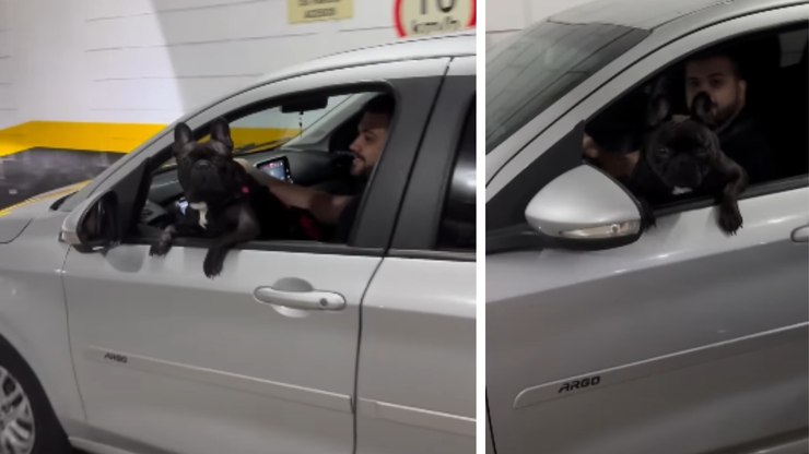 Bulldog reage fofo ao ver que alguém não entrou no carro