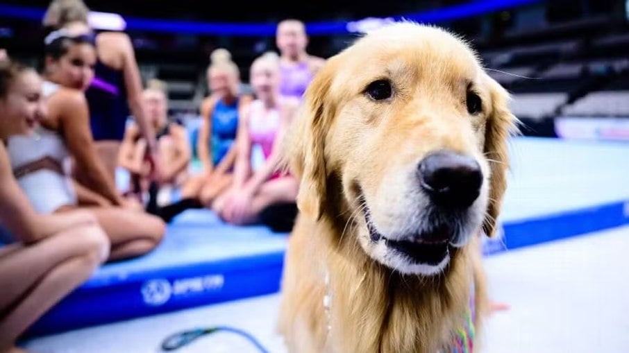 Beacon, o cão de terapia da seleção de ginática olímpica americana