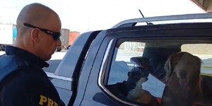 Motorista é preso pela PRF por maus-tratos a animais na Dutra