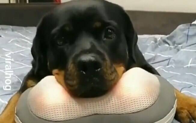 Veja o momento fofo em que um rottweiler recebe uma massagem