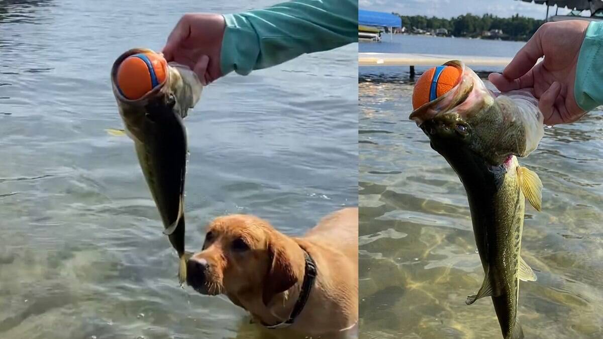 Cachorro brincando de pegar em um lago perde a bola para um peixe | Cachorros – [Blog GigaOutlet]