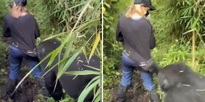 VÍDEO: gorila puxa turista durante trilha em parque