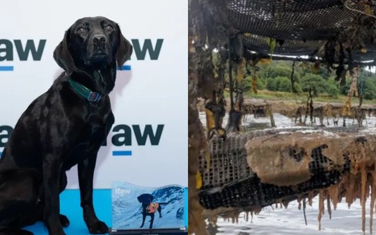 Labradora ganha prêmio por farejar praga marinha