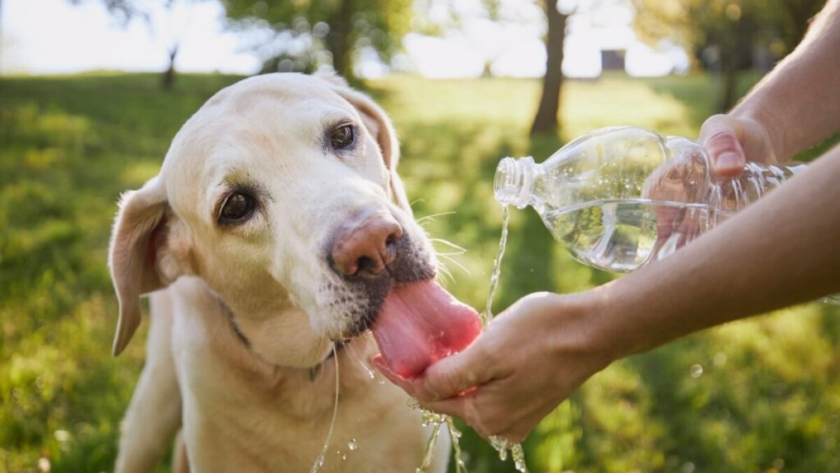 A atenção no calor deve ser redobrada na época de calor