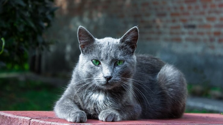 4 características do gato da raça azul russo