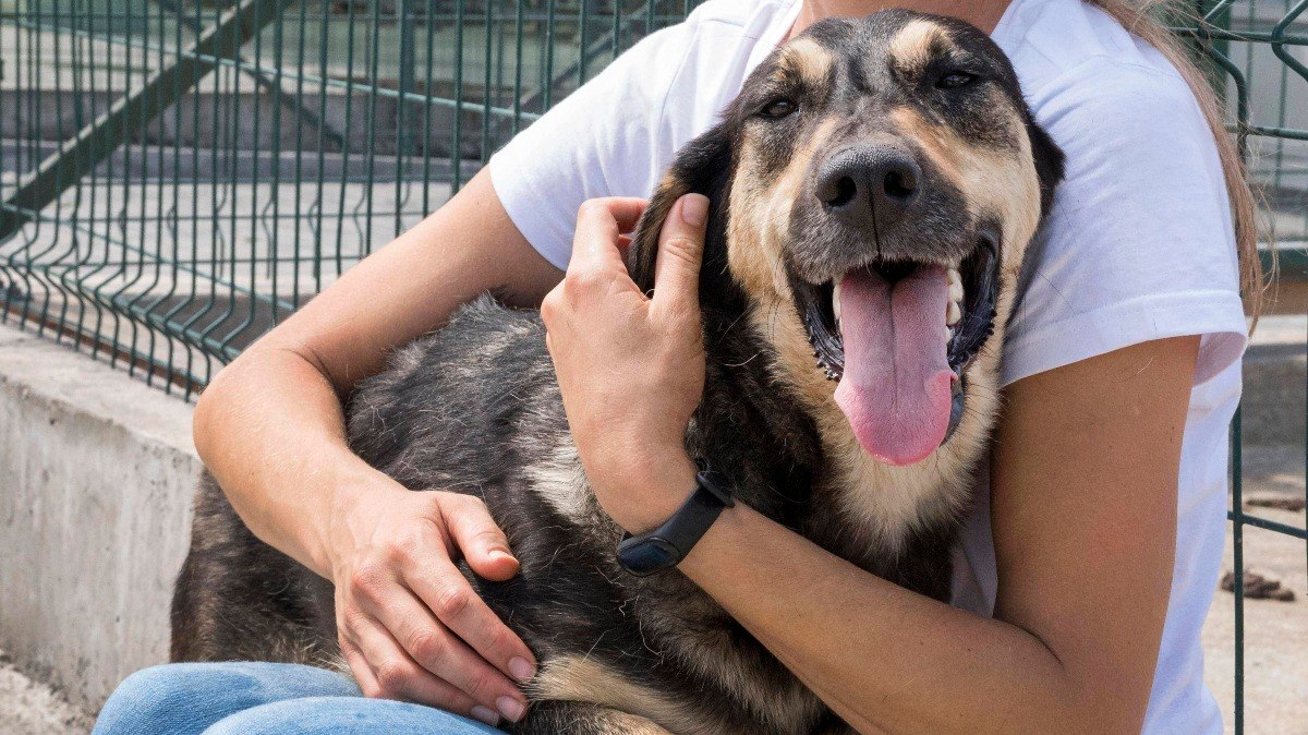 Há muitos cachorros e gatos em abrigos esperando por adoção