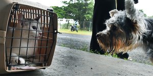Campinas tem 1,6 mil vagas para castração gratuita de pets