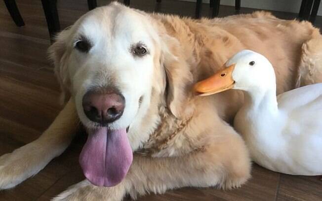 A amizade entre esse cão e esse pato é maravilhosa