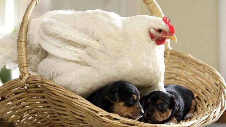 10 provas de que as galinhas são as melhores mães do reino animal