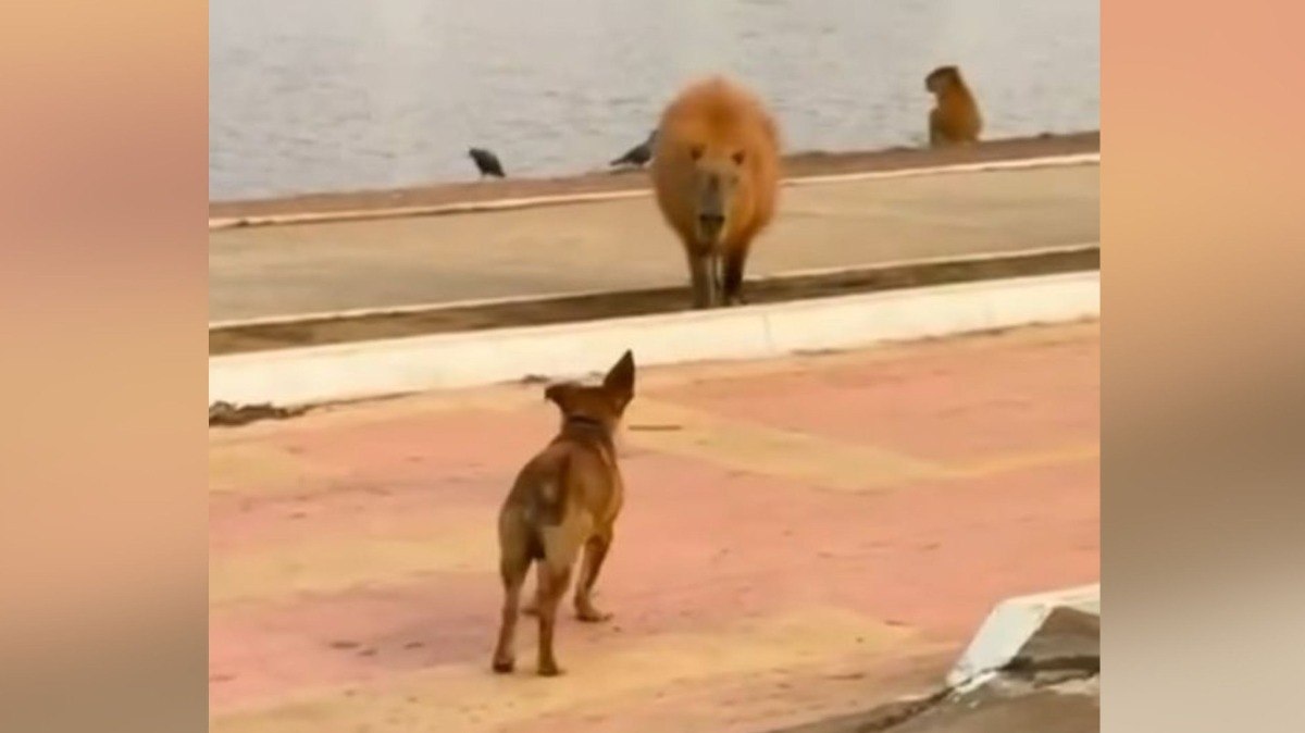 Caramelo%20e%20capivara%20encantam%20com%20brincadeira%20em%20parque