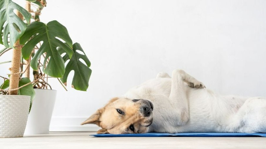 Tapete gelado para cães