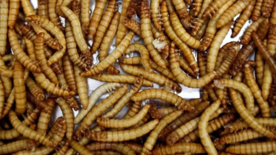 Agência Europeia de Segurança Alimentar aprova larvas de farinha para consumo humano