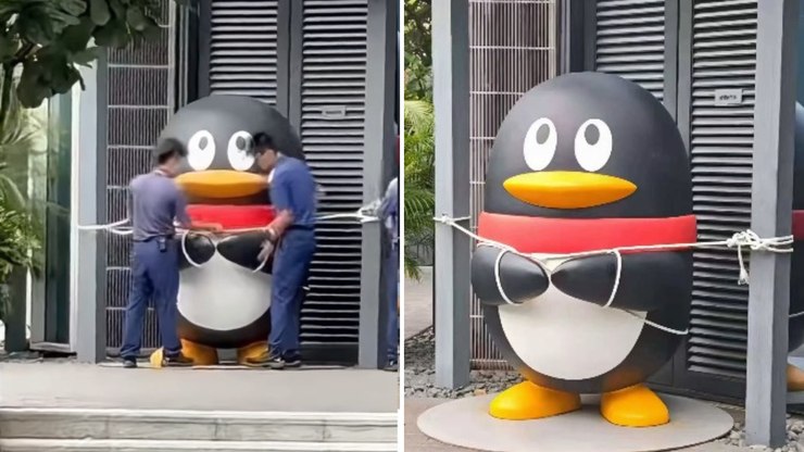 Pinguim ganha "cinto de segurança" contra ventos fortes; assista