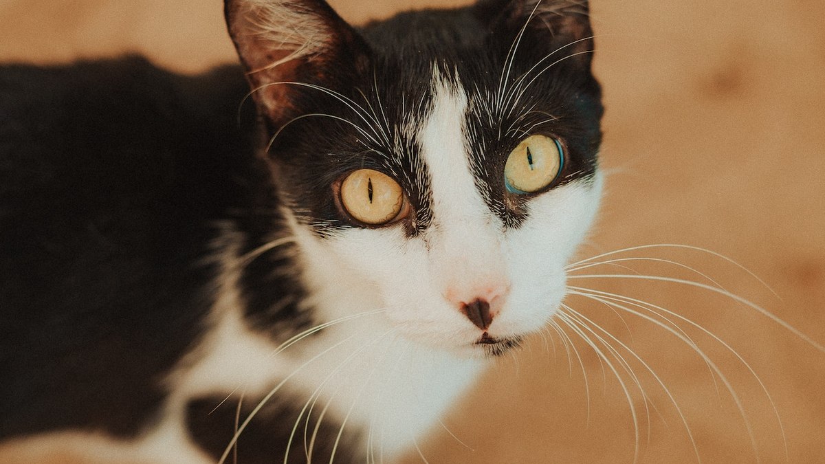 Etapa do método CED, marcação na orelha de gatos não se configura mutilação