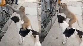 Cão ajuda macaco a furtar pacote de salgadinho em mercado