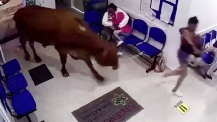 Pacientes que esperavam atendimento em hospital foram surpreendidos por animal em fúria