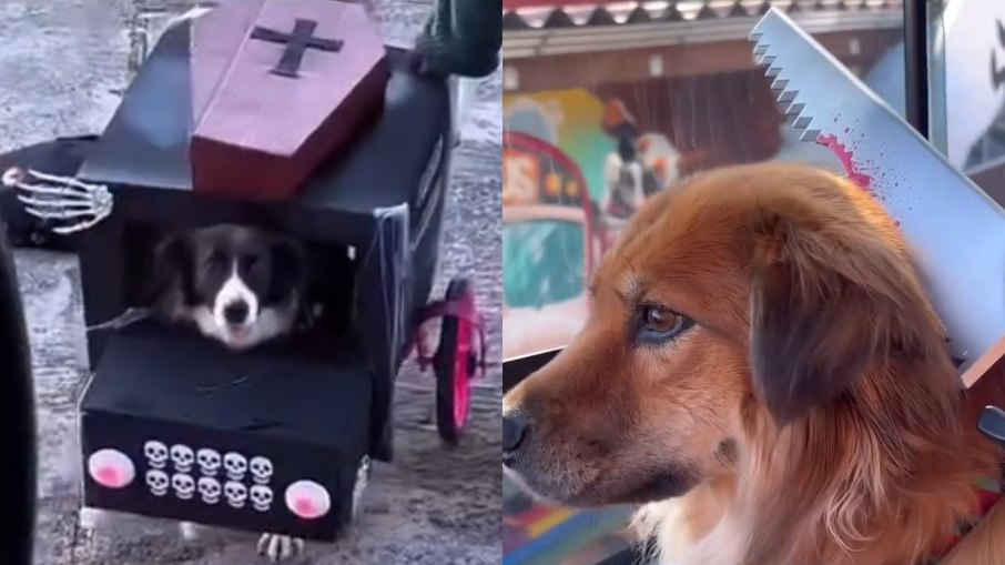 Cães viram sensação nas redes com trajes estilosos