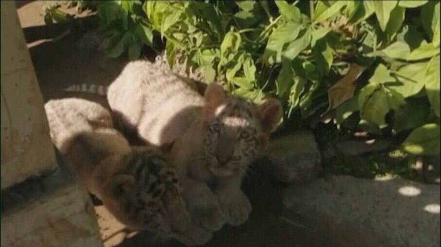 Filhotes de tigre branco morreram com suspeita Covid-19 no Paquistão; animais tinham pulmões danificados