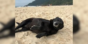 Cão Orelha: investigado por coação morre em Santa Catarina