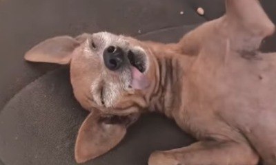 Pinscher se finge de morto, mas reage ao ver dona ganhar um beijo