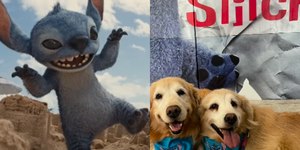 Golden retrievers viralizam em sessão de cinema canina