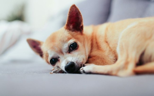 Com a queda das temperaturas, cães idosos precisam de cuidados especiais