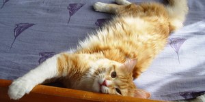 O gato está fazendo xixi pela casa? Entenda o comportamento