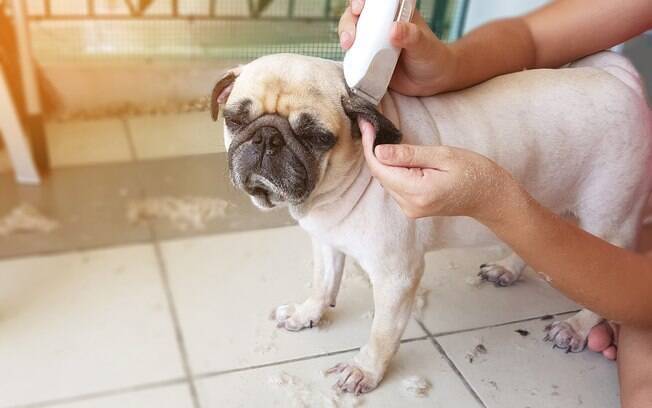 Banho e tosa, corte de unhas, treinamento e hotel para cães são alguns exemplos de serviços extras para adicionar ao negócio